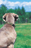 Lupine Closet Brook Trout Step-In Large Dog Harness (1 Inch)