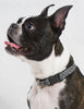 Lupine Silverado Medium Dog Collar (3/4 Inch)