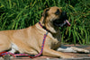 Lupine Wave Hound Large Dog Leash (1 Inch)
