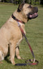 Lupine Closet Terra Cotta Large Dog Leash (1 Inch)