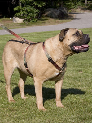 Lupine Closet Terra Cotta Large Dog Harness (1 Inch)
