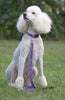 Lupine Closet Surf Pup Large Dog Collar (1 Inch)