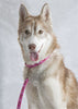 Lupine Puppy Love Step-In Medium Dog Harness (3/4 Inch)