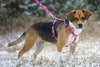 Lupine Puppy Love Medium Dog Harness (3/4 Inch)