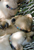 Lupine Peace Pup Small Dog Harness (1/2 Inch)
