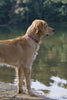 Lupine Trail Mix Medium Dog Collar (3/4 Inch)