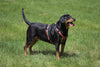 Lupine Tropicana Large Dog Harness (1 Inch)