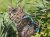 Lupine Sea Ponies Small H-Style Harness for Dogs & Cats (1/2 Inch)