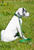 Lupine Moo Cow Medium Dog Collar (3/4 Inch)
