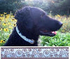 Up Country Curly Q Dog Collar