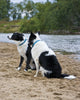 Lupine Dolphin Bay Step-In Medium Dog Harness (3/4 Inch)