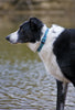 Lupine Dolphin Bay Medium Dog Collar (3/4 Inch)