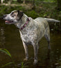Lupine Camo Chic Large Dog Collar (1 Inch)