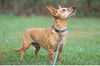 Lupine Atlantis Small Dog Harness (1/2 Inch)