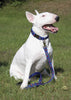 Lupine Doggie Dreams Large Dog Harness (1 Inch)