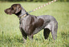 Lupine Bone Hunter Large Martingale Dog Collar (1 Inch)