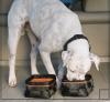 Kurgo Wander Carrier Dog Carrier