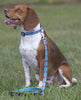 Lupine City Lights Medium Dog Collar (3/4 Inch)