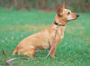 Lupine Cherry Blossoms Step-In Small Dog Harness (1/2 Inch)