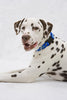 Lupine Dapper Dog Large Dog Leash (1 Inch)