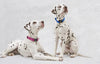Lupine Dapper Dog Large Dog Collar (1 Inch)