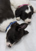 Lupine Dapper Dog Small Dog Collar (1/2 Inch)