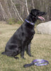 Lupine Closet Picnic Basket Medium Dog Collar (3/4 Inch)