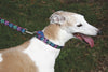 Lupine Flower Power Large Martingale Dog Collar (1 Inch)