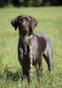 Lupine Bone Hunter Large Dog Collar (1 Inch)