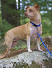 Lupine Noble Beast Small Dog Harness (1/2 Inch)