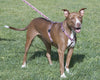 Lupine Tickled Pink Medium Dog Harness (3/4 Inch)