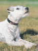 Lupine Closet Diamondback Small Dog Collar (1/2 Inch)