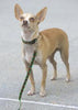 Lupine Closet Black Cherry Small Dog Collar (1/2 Inch)