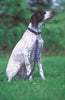 Lupine Closet Peacock Medium Dog Collar (3/4 Inch)
