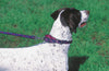 Lupine Closet Peacock Medium Martingale Dog Collar (3/4 Inch)