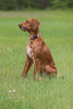 Lupine Closet Oak & Maple Large Dog Harness (1 Inch)