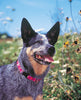 Lupine Closet Grrly Dog Medium Dog Collar (3/4 Inch)