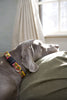 Lupine Flower Patch Large Dog Collar (1 Inch)