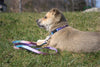 Lupine Cotton Candy Step-In Small Dog Harness (1/2 Inch)