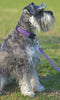 Lupine Jelly Roll Dog Leash (3/4 Inch)