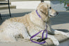 Lupine Jelly Roll Medium Martingale Dog Collar (3/4 Inch)