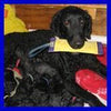 Katie's Bumpers Sqwuggies Squeak 'n Tug Dog Toy