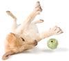 Planet Dog Orbee Tuff Artichoke Dog Toy