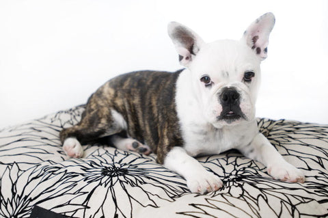 Madison Avenue Mutts Central Park Neutral & Black Dog Bed