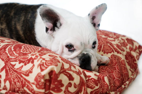 Madison Avenue Mutts Catalina Island Red Dog Bed