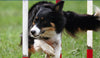 Herbsmith Herbal Blend for the Canine Athlete