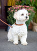 redhound Prep School Dog Collars