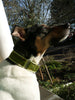 Gold Paw Martingale Style Cloud Collar
