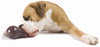 Planet Dog Orbee Tuff Eggplant Dog Toy
