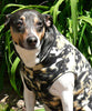 Gold Paw African Wild Dog Cozy Coat